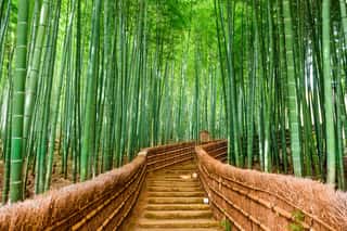 Kyoto, Japan Bamboo Forest Wall Mural