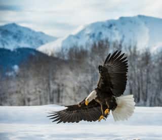 Bald Eagle ( Haliaeetus Leucocephalus ) Landed On Snow Wall Mural