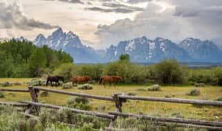 Three Horses Walk In File In Front Of An Old Ranch Fence In The Foreground Of The Teton Mountain Range Wall Mural