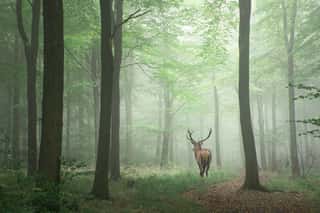 Beautiful Image of Red Deer Stag in Foggy Forest Wall Mural