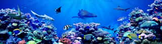 Panorama Background Of Beautiful Coral Reef With Marine Tropical Fish  Whale Shark, Hammerhead Shark, Zebra Shark And Sea Turtle Visited Here Wall Mural