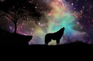 Wolf Howling At The Moon N Wall Mural
