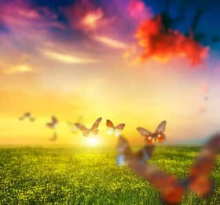 Colorful Butterflies Flying Over Spring Meadow With Flowers Wall Mural