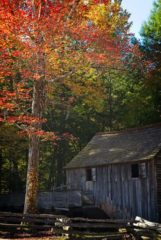 Autumn at the Mill Wall Mural