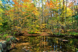 Autumn Pond Reflections Wall Mural