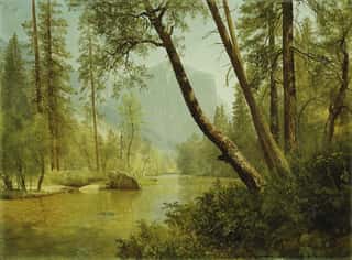Sunlit Forest, Merced River, Yosemite Valley Wall Mural
