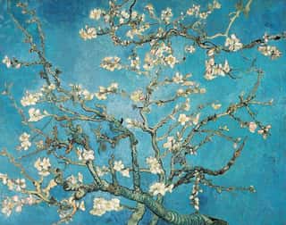 Almond Blossom Wall Mural