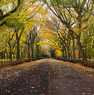 Central Park Fall NYC 2 Wall Mural