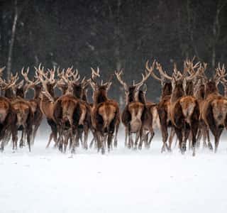 Herd of Stags Wall Mural
