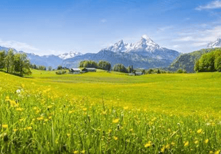 Idyllic Landscape In The Alps With Blooming Meadows In Summer Wall Mural