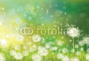 Vector Of Spring Background With White Dandelions  Wall Mural
