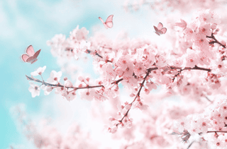 Spring Banner, Branches Of Blossoming Cherry Against Background Of Blue Sky And Butterflies On Nature Outdoors  Pink Sakura Flowers, Dreamy Romantic Image Spring, Landscape Panorama, Copy Space  Wall Mural