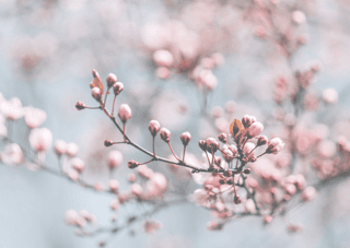 Closeup Of Spring Pastel Blooming Flower In Orchard  Macro Cherry Blossom Tree Branch  Wall Mural