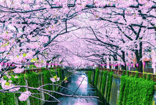 Beautiful Sakura Or Cherry Blossoms At Meguro River In Tokyo, Japan Wall Mural