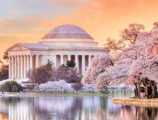 Jefferson Memorial During The Cherry Blossom Festival Wall Mural