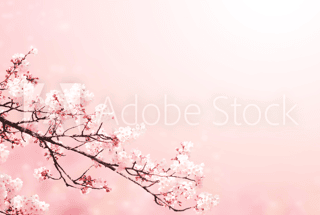 Beautiful Magic Spring Scene With Sakura Flowers Wall Mural