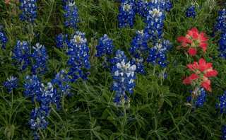 Bluebonnets & Indian Paintbrush Pano 1 Wall Mural