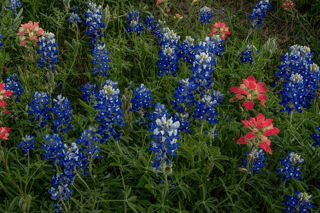 Bluebonnets & Indian Paintbrush Pano 2 Wall Mural