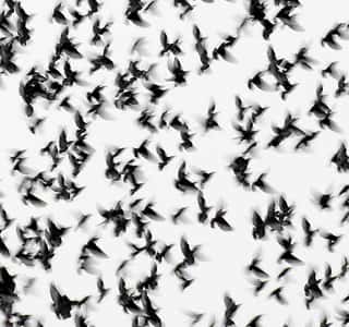 Flock Of birds On White Background Wall Mural