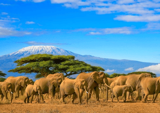 Herd Of African Elephants Taken On A Safari Trip To Kenya With A Snow Capped Kilimanjaro Mountain In Tanzania In The Background, Under A Cloudy Blue Skies  Wall Mural