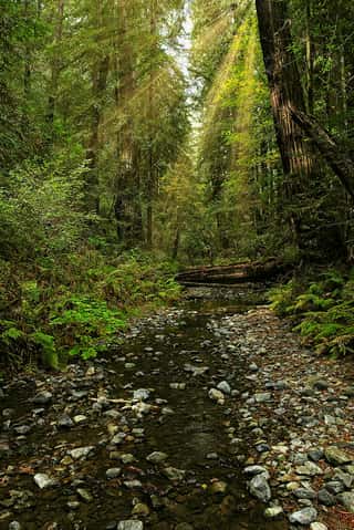 Forest Stream in Muir Woods Wall Mural