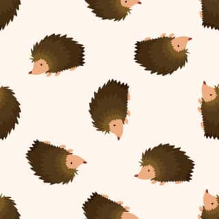 Hedgehog Wallpaper Mural Wall Mural