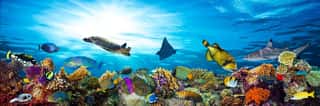 Underwater Sea Life Coral Reef Panorama With Many Fishes And Marine Animals Wall Mural