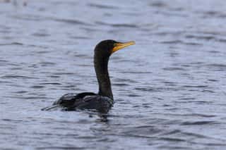 Double Crested Cormorant Wall Mural