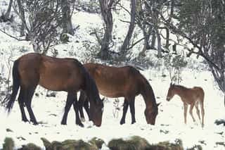 Wild Brumbies in the Snowy Mountains of Australia Wall Mural