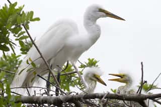 Great White Egret and Chicks in Nest Wall Mural