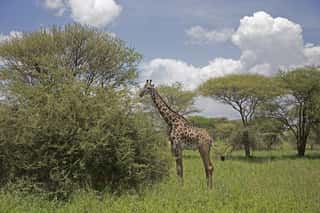 Giraffe in the Serengeti Wall Mural