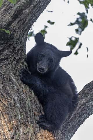 Black Bear Cub in Form of a Tree Wall Mural