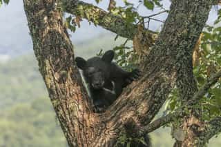 Young Black Bear in Tree Wall Mural