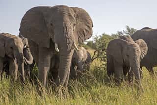 Elephants in the Serengeti Wall Mural