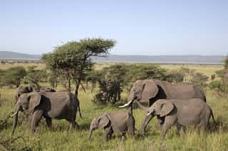 Elephant Herd Crossing in the Serengeti 2 Wall Mural