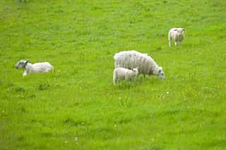Sheep and Lambs in the Green Meadow Wall Mural