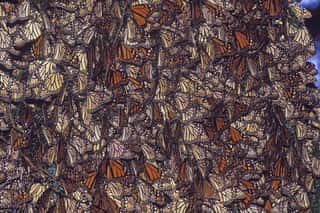 Monarch Migration in Mexico Wall Mural