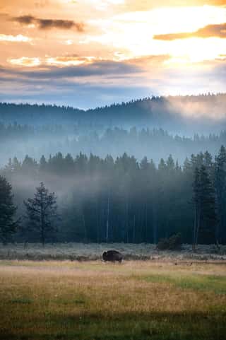 Bison Sunrise Wall Mural