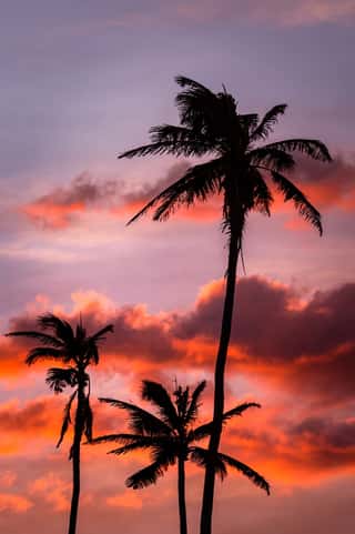 Palm Trees at Sunset Wall Mural