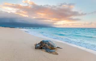 Turtle Sunset Wall Mural