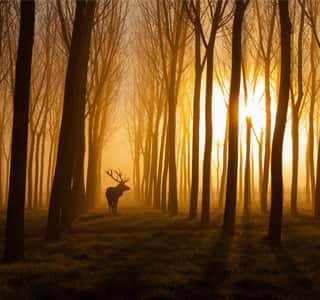 Deer In Sunrise Forest Wall Mural
