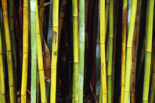 Bamboo Trees In A Botanical Garden, Kanapaha Botanical Gardens, Gainesville, Alachua County, Florida, USA Wall Mural