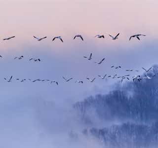 Snow Geese Wall Mural