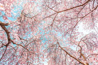 Looking up at pink cherry blossom Wall Mural