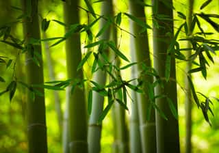Growing Green Bamboo Wall Mural