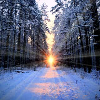 Winter Forest Sunrise Wall Mural