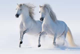 Two White Horses Wall Mural