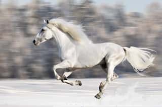 Galloping White Horse Wall Mural