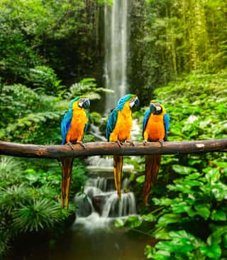 Macaws in the Rainforest Wall Mural