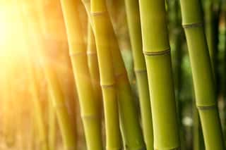 Bamboo Jungle Sunset Wall Mural